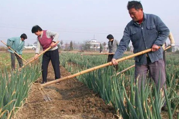香葱在几月份种植,3-5月份种植为佳