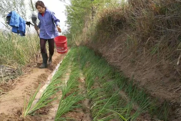 香葱在几月份种植,3-5月份种植为佳