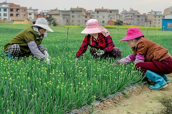 香葱在几月份种植,3-5月份种植为佳