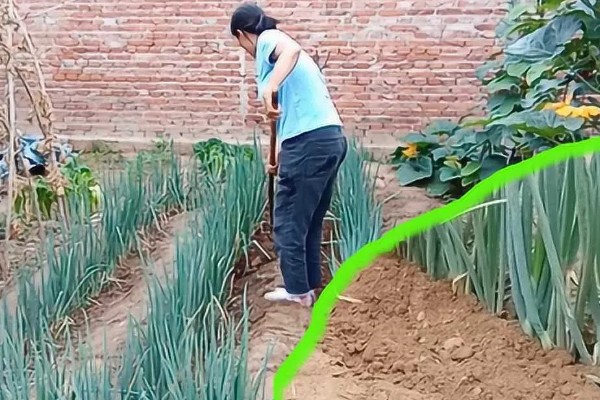香葱在几月份种植,3-5月份种植为佳