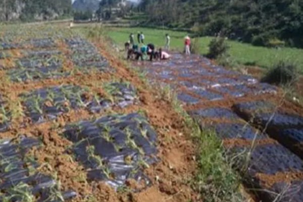 香葱在几月份种植,3-5月份种植为佳