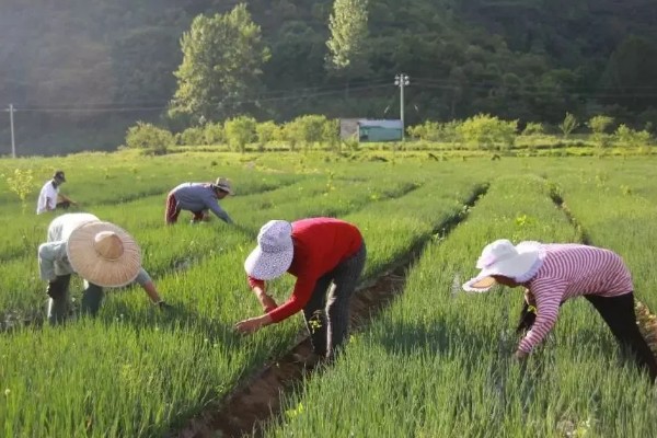 香葱在几月份种植,3-5月份种植为佳