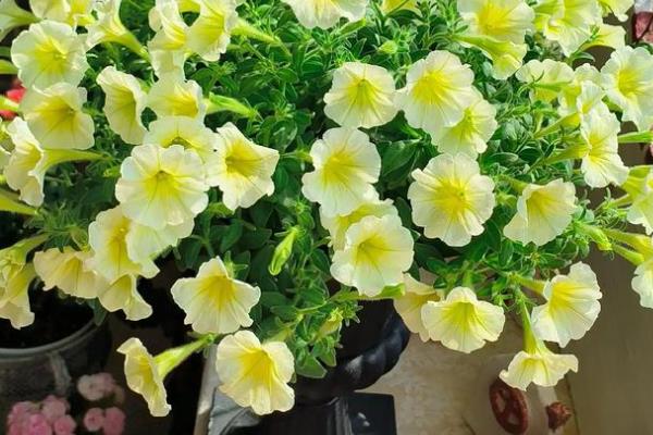 矮牵牛如何种植，生长适温13-18℃