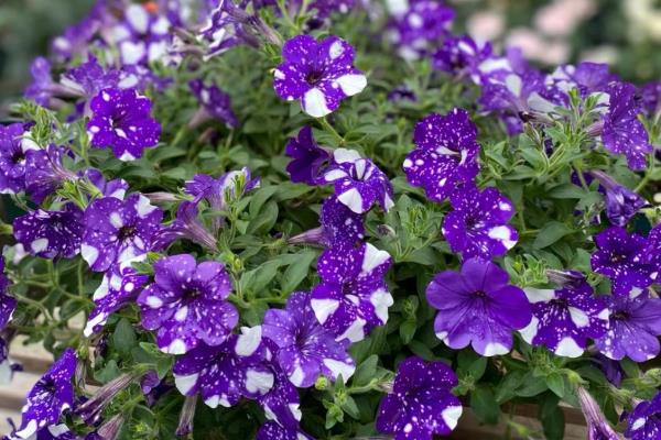 矮牵牛如何种植，生长适温13-18℃