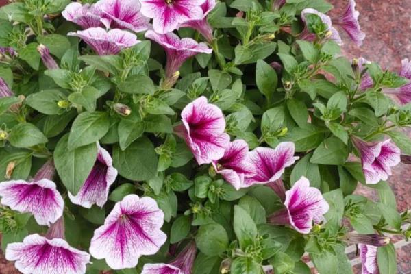 矮牵牛如何种植，生长适温13-18℃