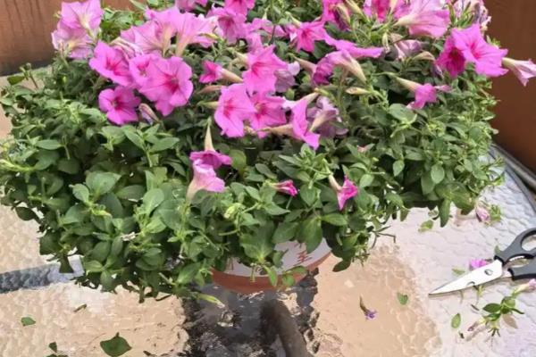 矮牵牛如何种植，生长适温13-18℃