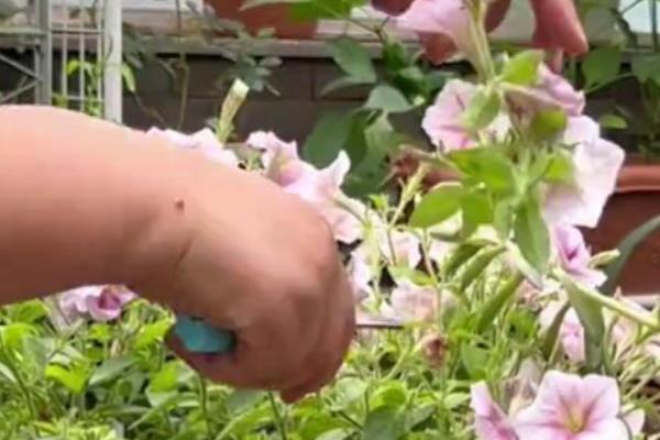 矮牵牛如何种植，生长适温13-18℃