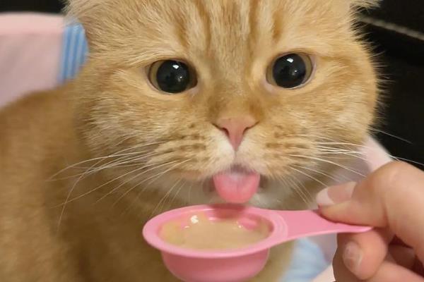 猫咪体内驱虫前后要不要禁食,驱虫药可以和食物混在一起饲喂