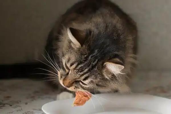 猫咪体内驱虫前后要不要禁食,驱虫药可以和食物混在一起饲喂