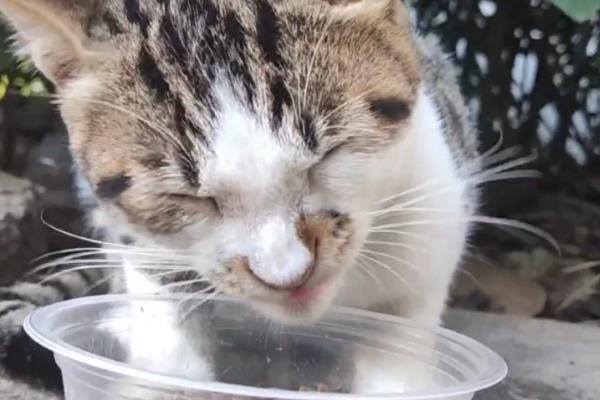 猫咪体内驱虫前后要不要禁食,驱虫药可以和食物混在一起饲喂