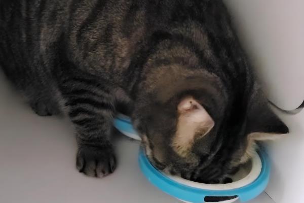 猫咪体内驱虫前后要不要禁食,驱虫药可以和食物混在一起饲喂