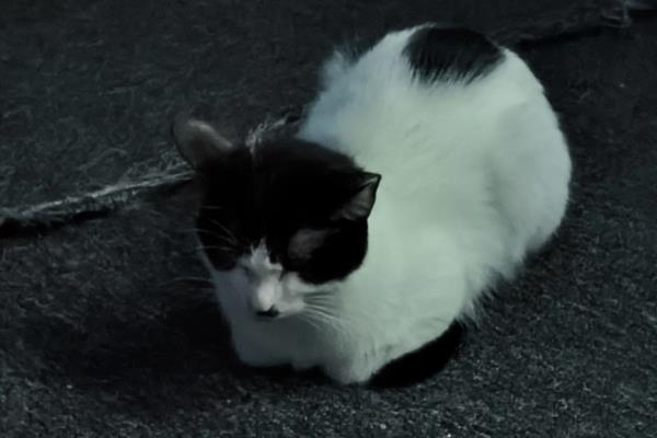 猫咪体内驱虫前后要不要禁食,驱虫药可以和食物混在一起饲喂