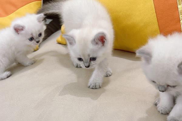 猫咪体内驱虫前后要不要禁食,驱虫药可以和食物混在一起饲喂