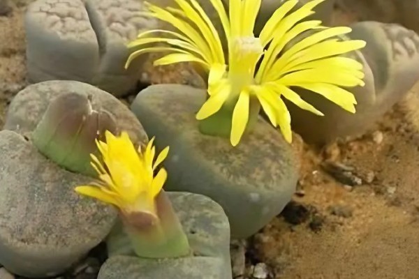 石生花皱皮的原因及解决方式，可能是正在脱皮