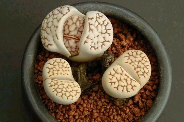 石生花皱皮的原因及解决方式，可能是正在脱皮