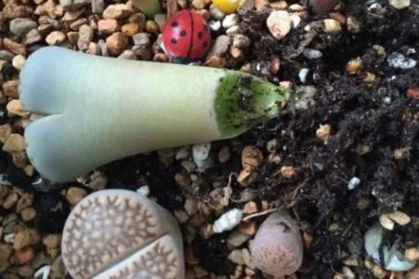 石生花皱皮的原因及解决方式，可能是正在脱皮