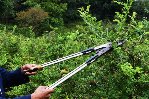 刺梨子是什么植物，学名为缫丝花