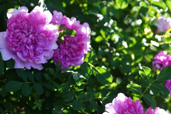 刺梨子是什么植物，学名为缫丝花