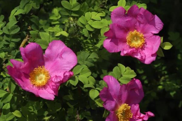 刺梨子是什么植物，学名为缫丝花