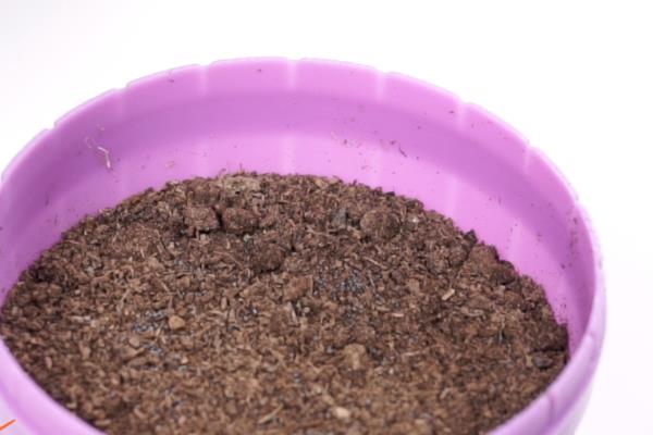 牡丹花种子怎样种，播种前需要温水浸种