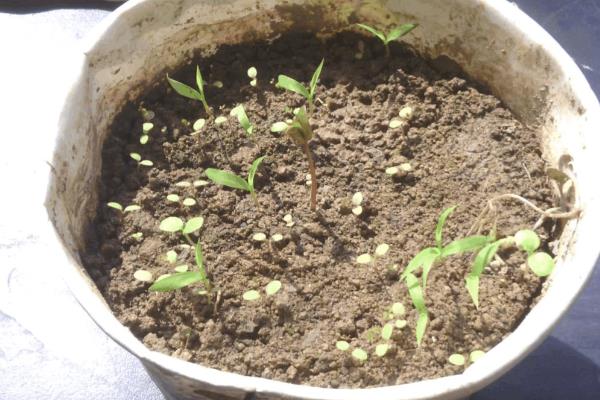 牡丹花种子怎样种，播种前需要温水浸种