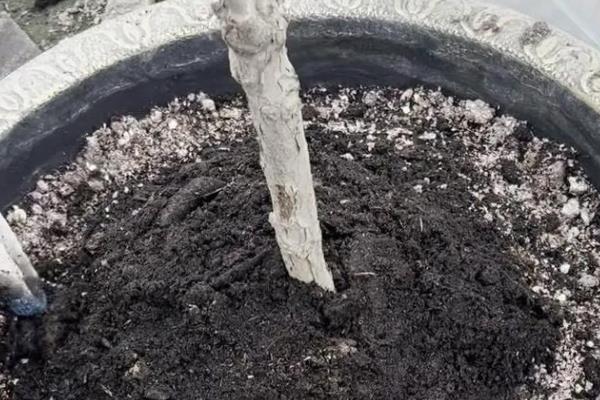 牡丹花种子怎样种，播种前需要温水浸种