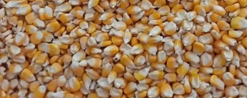 玉米种子发芽率降低的原因是什么，可能是种子成熟差所致