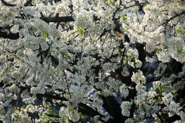 李花的开花时间，南方地区3-4月就能开花