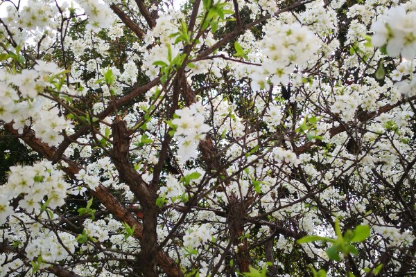 李花的开花时间，南方地区3-4月就能开花