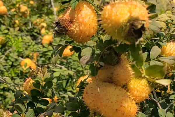 刺梨子是什么植物，学名为缫丝花