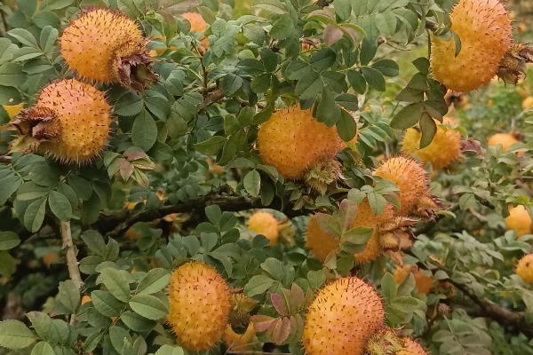 刺梨子是什么植物，学名为缫丝花