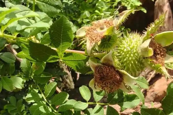 刺梨子是什么植物，学名为缫丝花