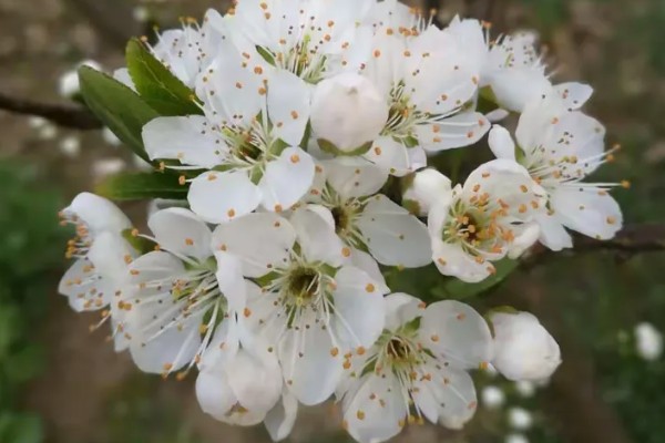 李花的开花时间，南方地区3-4月就能开花