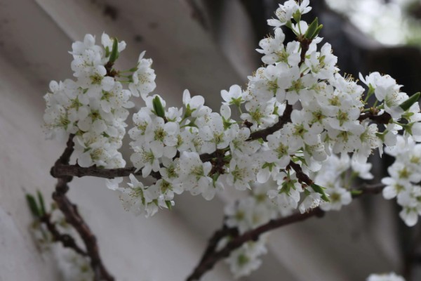 李花的开花时间，南方地区3-4月就能开花