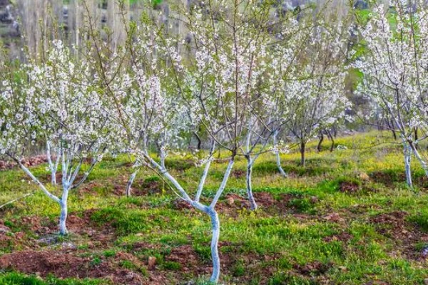 李花的开花时间，南方地区3-4月就能开花
