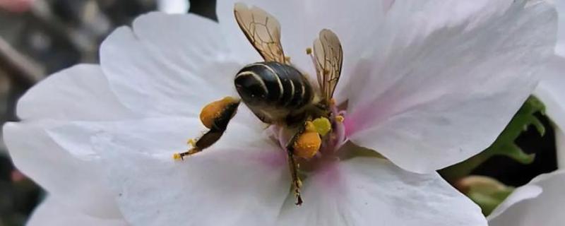 蜜蜂的采集范围，一般在2-3千米左右