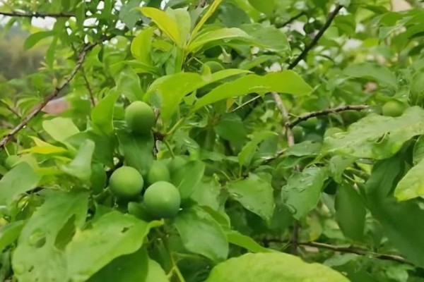 李花的开花时间，南方地区3-4月就能开花