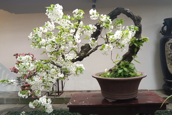 李花的开花时间，南方地区3-4月就能开花