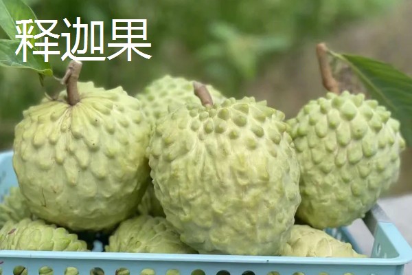 台湾有哪些水果，有释迦果、番石榴等