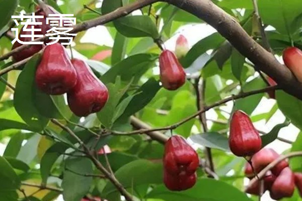 台湾有哪些水果，有释迦果、番石榴等
