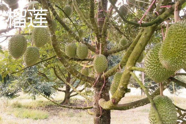 台湾有哪些水果，有释迦果、番石榴等