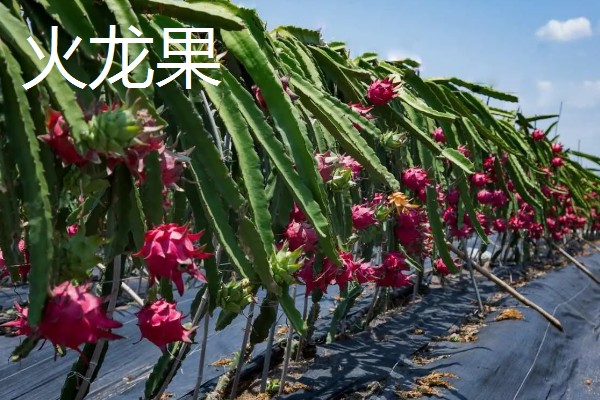 台湾有哪些水果，有释迦果、番石榴等