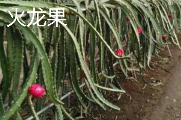 台湾有哪些水果，有释迦果、番石榴等