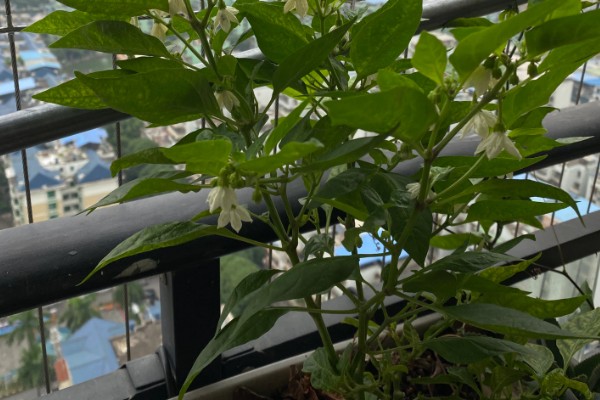 阳台种的辣椒只开花不结果的原因，可能是授粉不良所致