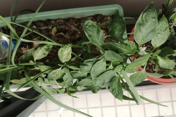 阳台种的辣椒只开花不结果的原因，可能是授粉不良所致
