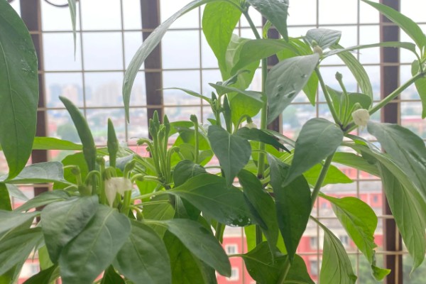 阳台种的辣椒只开花不结果的原因，可能是授粉不良所致