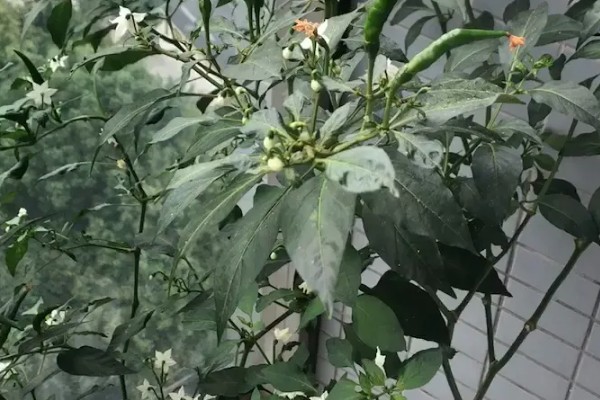 阳台种的辣椒只开花不结果的原因，可能是授粉不良所致
