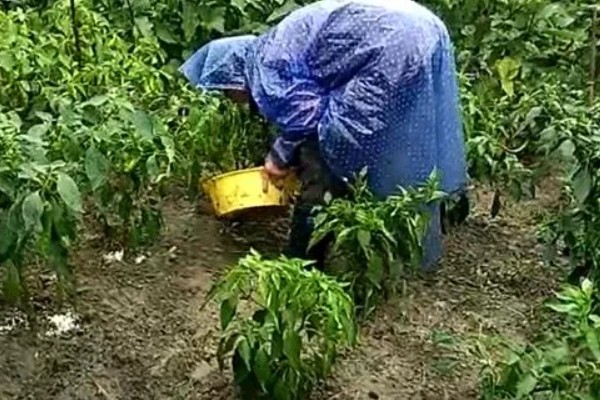 阳台种的辣椒只开花不结果的原因，可能是授粉不良所致