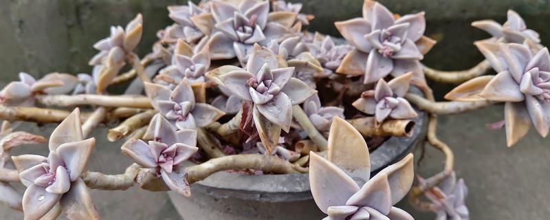 哪种多肉适合一年四季露养,常见的有胧月、火祭等