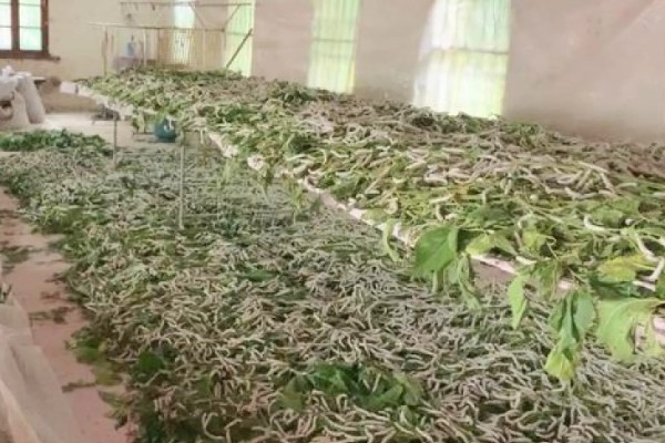 春蚕的养殖时间，通常为4-6月份左右